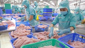 Nâng cao hiệu quả năng lượng ngành thủy sản